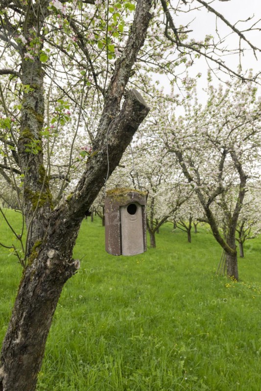 Nesting box for songbirds, meadow orchard, flowering apple trees, Baden, Wuerttemberg, Germany, Europe