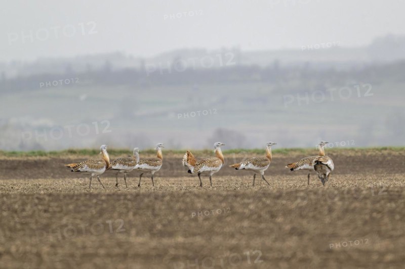 Several great bustards (Otis tarda) in a field, cockerels, Lower Austria, Austria, Europe