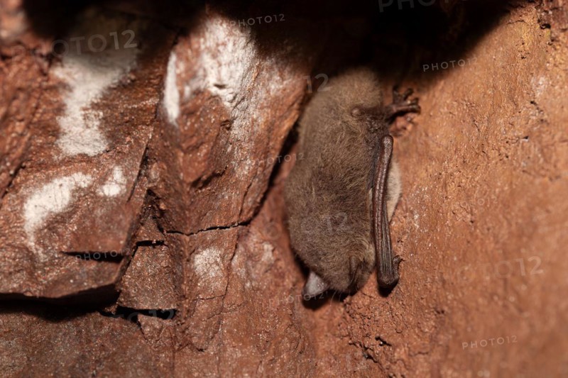 Daubenton's bat (Myotis daubentonii), hibernating in a cave, North Rhine-Westphalia, Germany, Europe