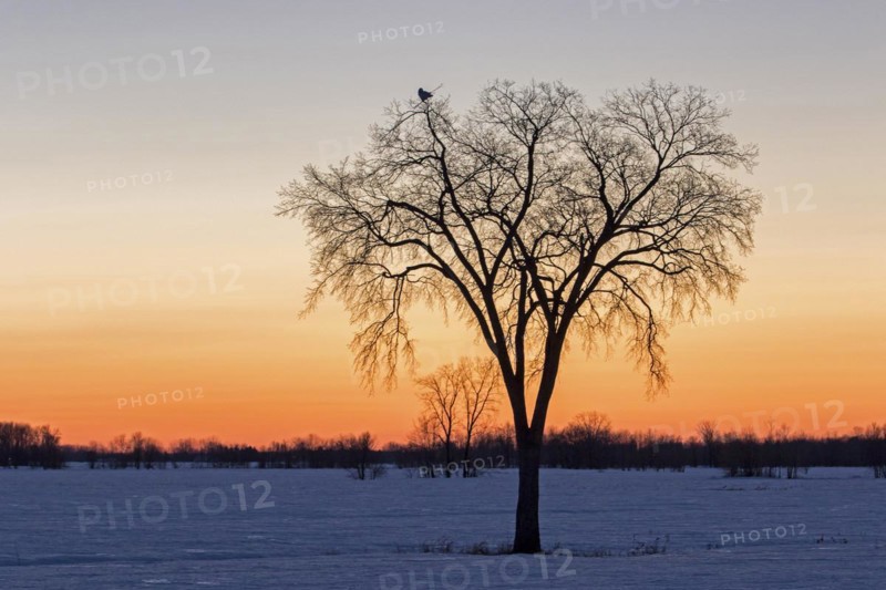 Snowy owl (bubo scandiacus), female perched high on a tree at sunset, province of Quebec, Canada, North America