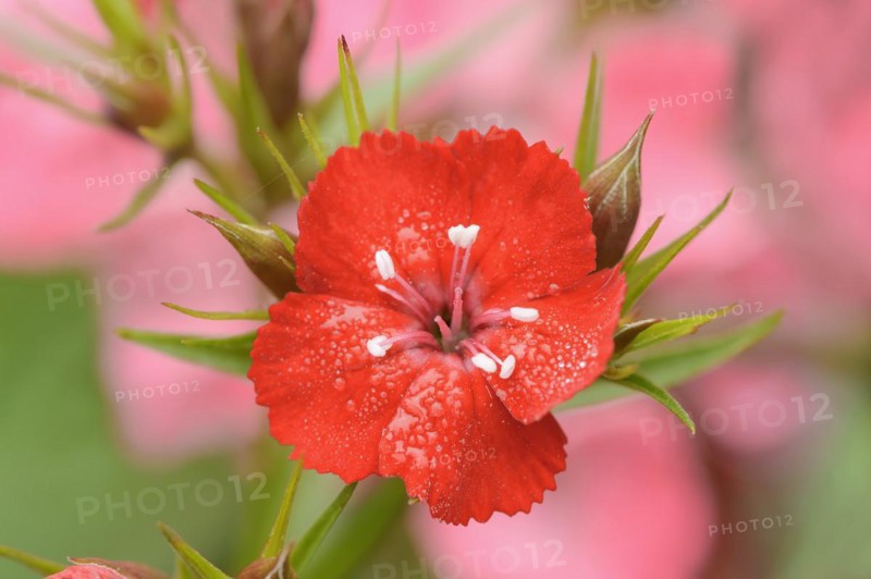 Bearded carnation or garden sweet william (Dianthus barbatus), flower, ornamental plant, North Rhine-Westphalia, Germany, Europe