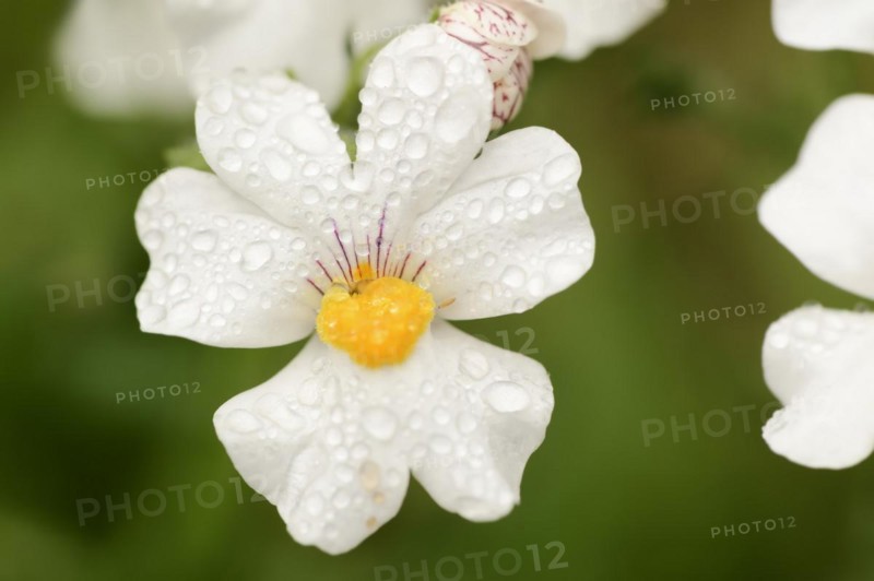 Elf mirror 'Sunsatia Plus' (Nemesia Fruticans-Hybride), flower, ornamental plant, North Rhine-Westphalia, Germany, Europe
