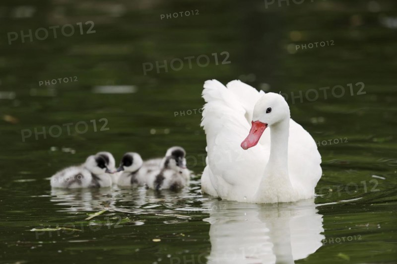 Coscoroba swan (Coscoroba coscoroba) with chicks, captive, occurring in South America