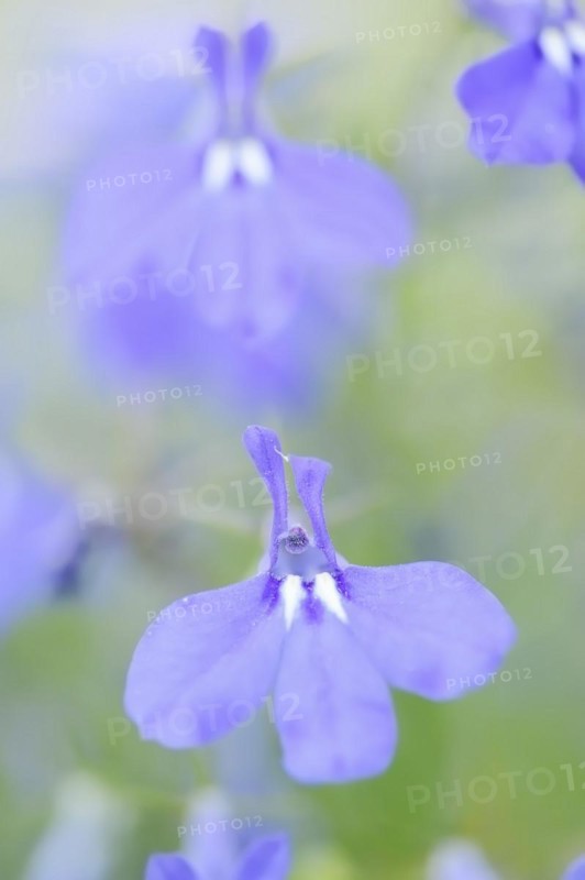 Male lobelia or blue lobelia (Lobelia erinus), flowers, ornamental plant, North Rhine-Westphalia, Germany, Europe