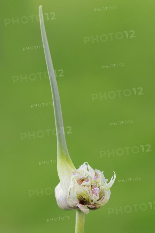 Garlic chives (Allium tuberosum), bulbs, spice plant, medicinal plant, North Rhine-Westphalia, Germany, Europe