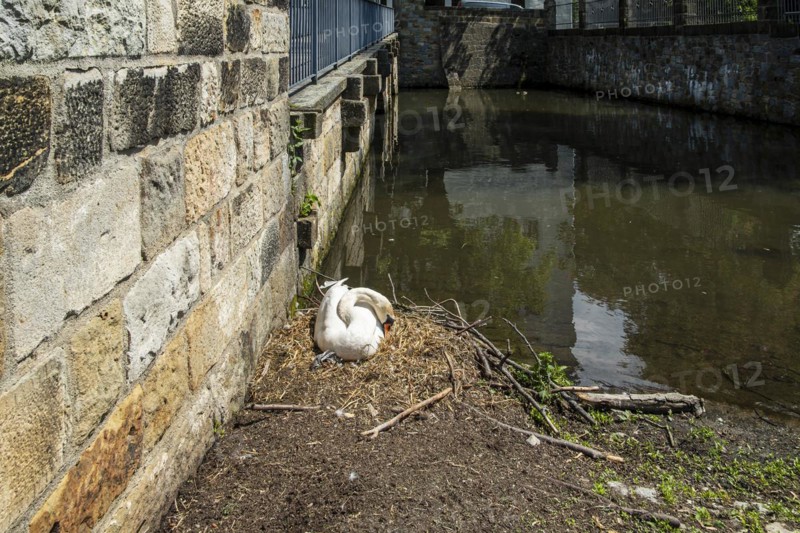 Swans breeding at the edge of a moat in spring, Schoenfeld Castle, Schoenfelder Hochland near Dresden, Saxony, Germany, Europe