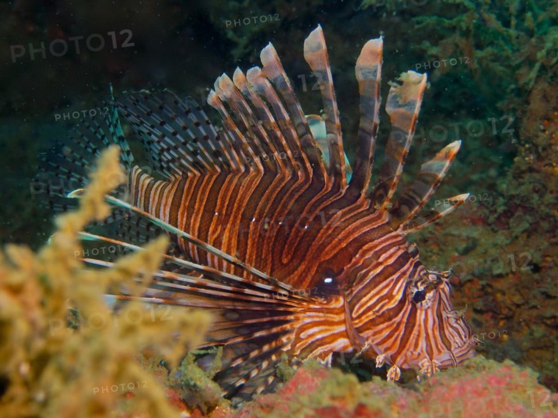 Pacific red lionfish (Pterois volitans), invasive species, dive site Rolex Reef, Destin, Panhandle, Gulf of Mexico, Florida, USA, North America