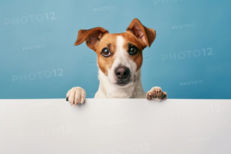 Errier dog with large empty white sign in front of blue studio background. KI generiert, generiert, AI generated