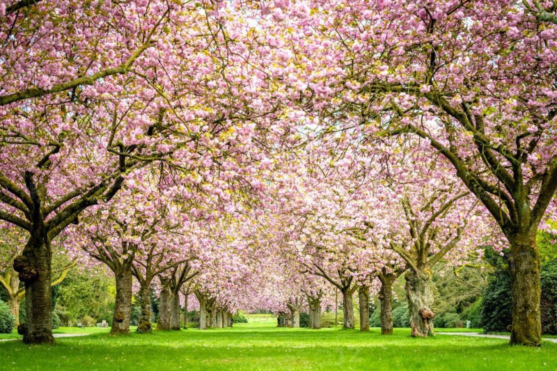 Cherry tree avenue with cherry blossoms in the main cemetery Altona, Hamburg, Germany, Europe