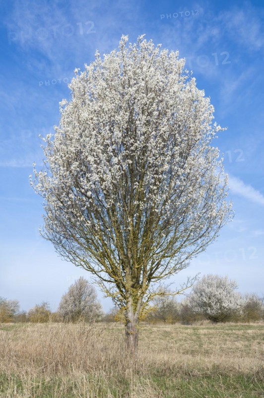 Blackthorn (Prunus spinosa) white flowering, Thuringia, Germany, Europe