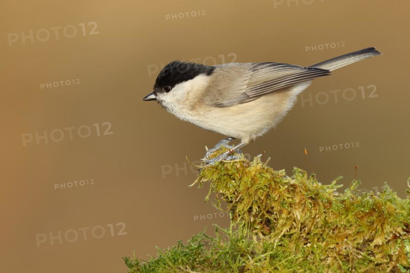Marsh tit (Parus palustris) on a moss-covered tree root, Wilnsdorf, North Rhine-Westphalia, Germany, Europe