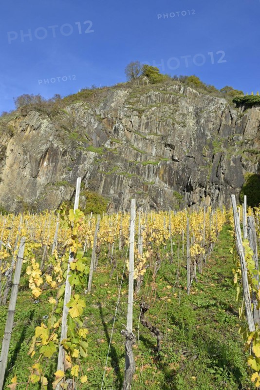View of autumnal vineyards in front of a high rock face, blue sky, Moselle, Rhineland-Palatinate, Germany, Europe