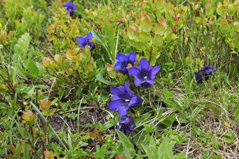 Gentian without stem (Gentiana acaulis) on the Silvretta High Alpine Road, Vorarlberg, Austria, Europe