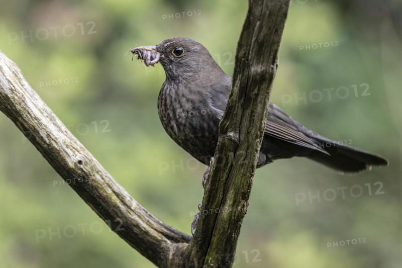 Blackbird (Turdus merula) with earthworms in its beak, Emsland, Lower Saxony, Germany, Europe
