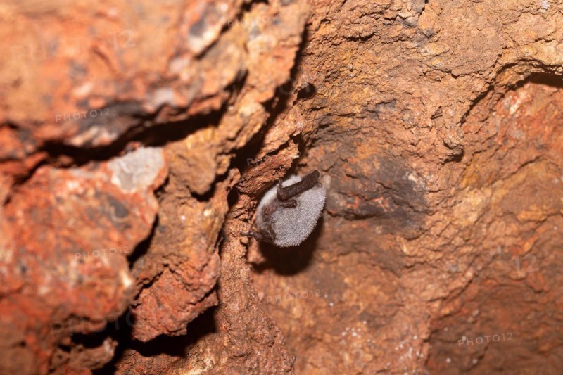 Bearded bat (Myotis spec.), hibernating in a cave, North Rhine-Westphalia, Germany, Europe