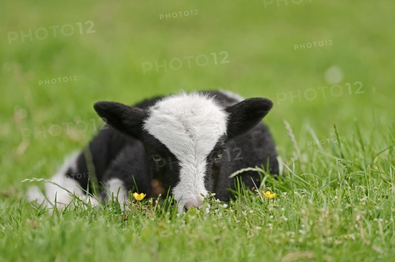 Jacob sheep (Ovis ammon f. aries), lamb, Lower Saxony Germany