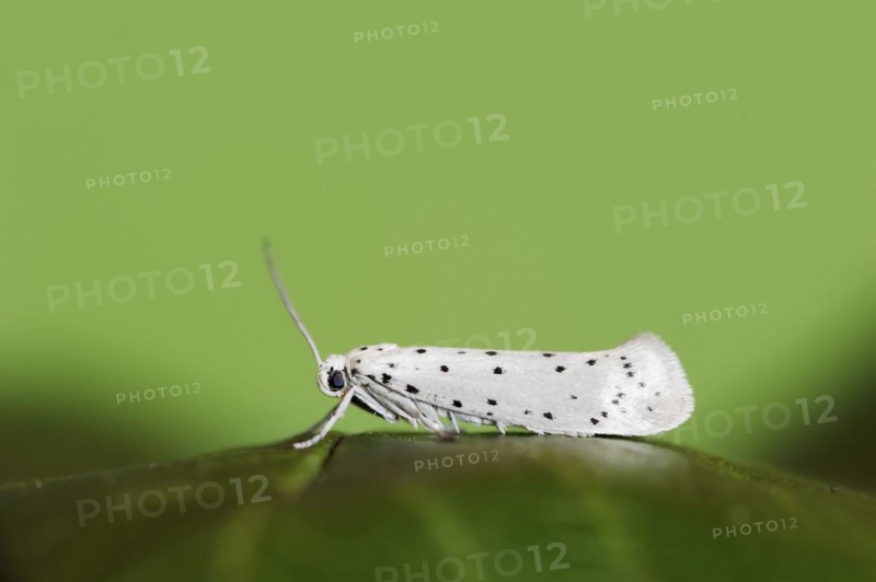 Orchard ermine (Yponomeuta padella), North Rhine-Westphalia, Germany, Europe