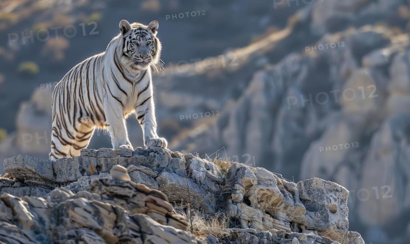 A white tiger standing tall on a rocky outcrop AI generated
