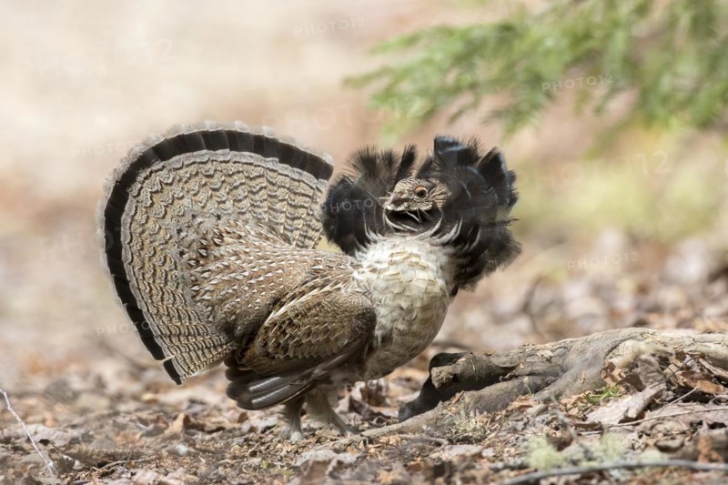 Ruffed grouse (bonasa umbellus) male in courtship display, La Mauricie national park, province of Quebec, Canada, North America