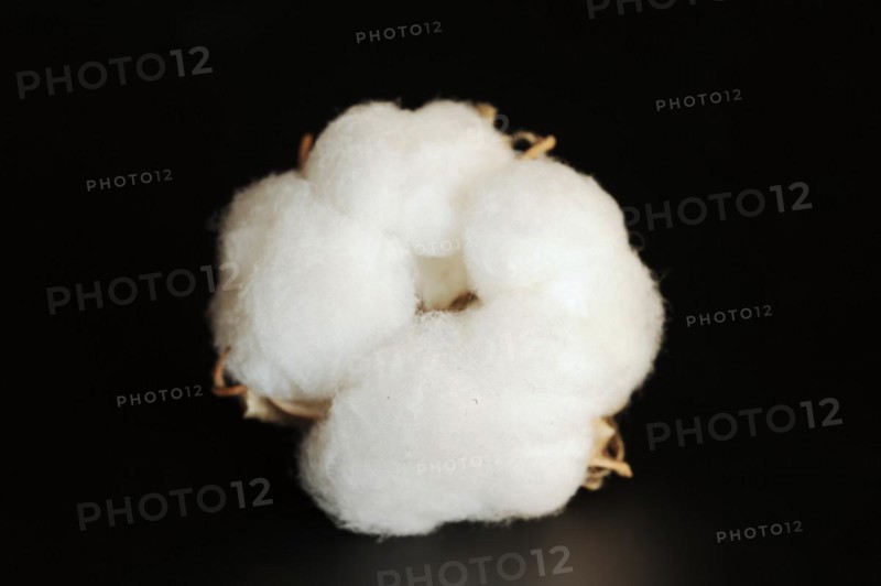 Cotton plant or cotton (Gossypium herbaceum), fruit