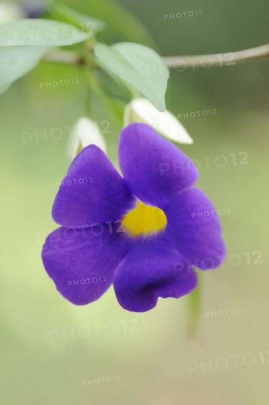 Bush clockvine (Thunbergia erecta), flower, native to Africa, ornamental plant, North Rhine-Westphalia, Germany, Europe