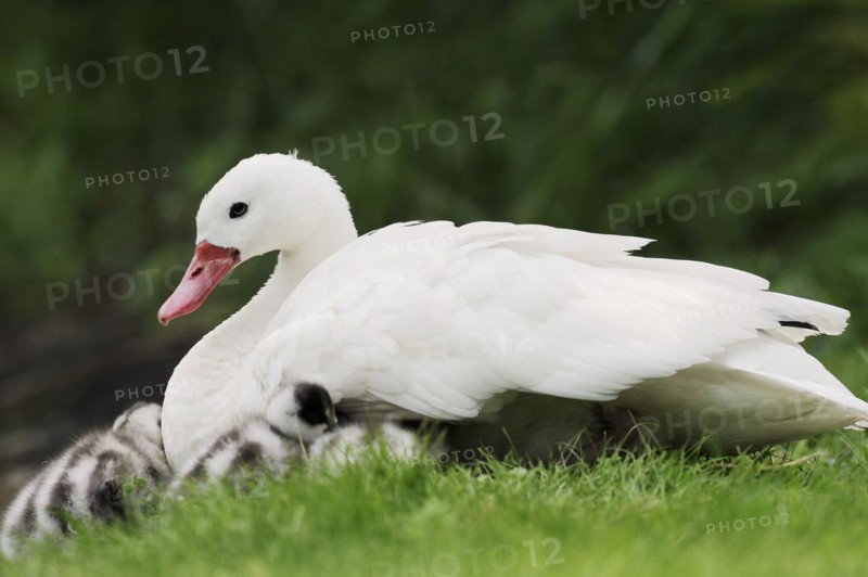 Coscoroba swan (Coscoroba coscoroba) with chicks, captive, occurring in South America