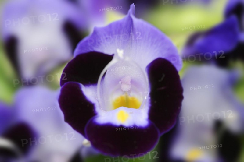 Bluewings (Torenia fournieri), flower, native to Vietnam, ornamental plant, North Rhine-Westphalia, Germany, Europe
