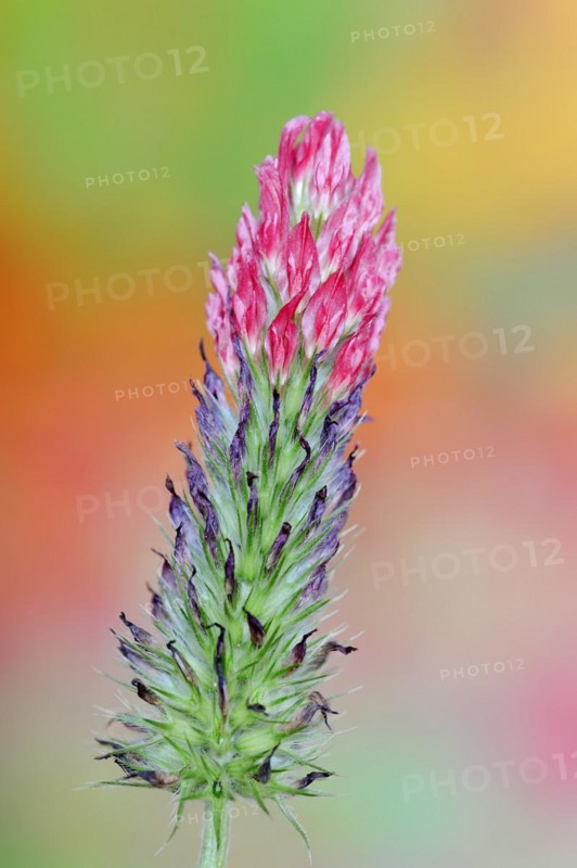 Purple clover or purple clover (Trifolium rubens), North Rhine-Westphalia, Germany, Europe