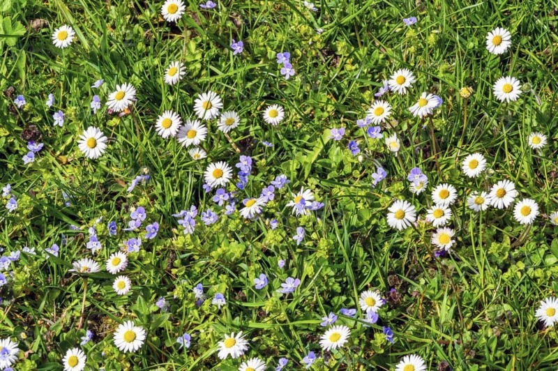 Meadow with slender speedwell (Veronica filiformis) and daisies (Bellis perennis), Allgaeu, Swabia, Bavaria, Germany, Europe