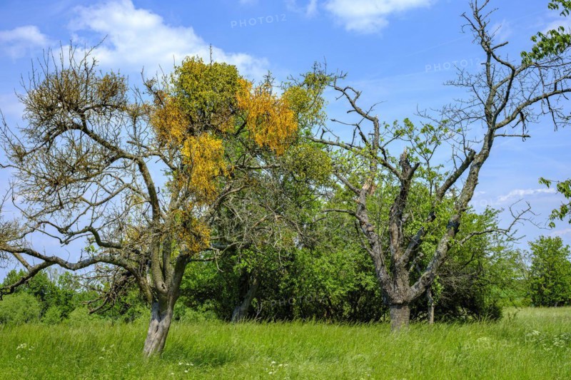 Group of trees with mistletoe near Malschendorf on the Schoenfelder Hochland near Dresden, Saxony, Germany, Europe