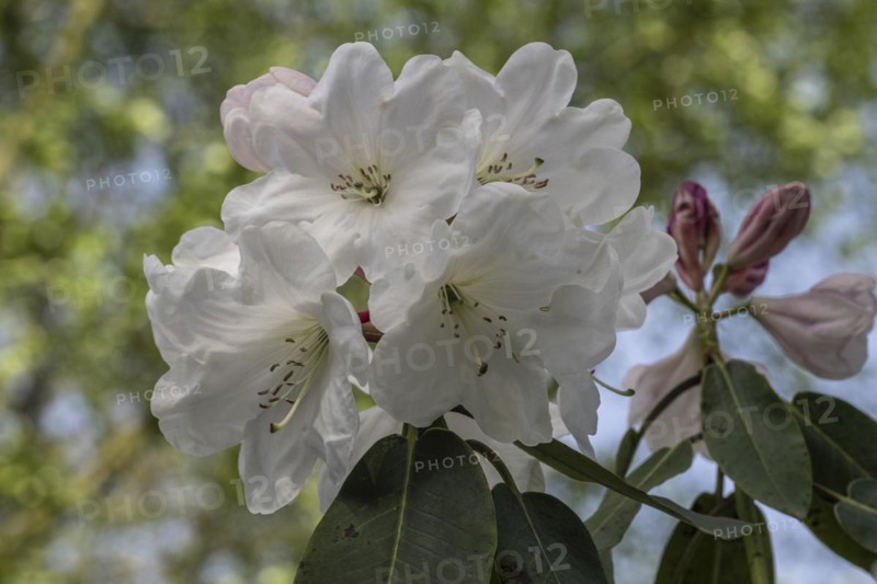 Rhododendron blossom (Rhododendron, hybrid Soulkew), Emsland, Lower Saxony, Germany, Europe