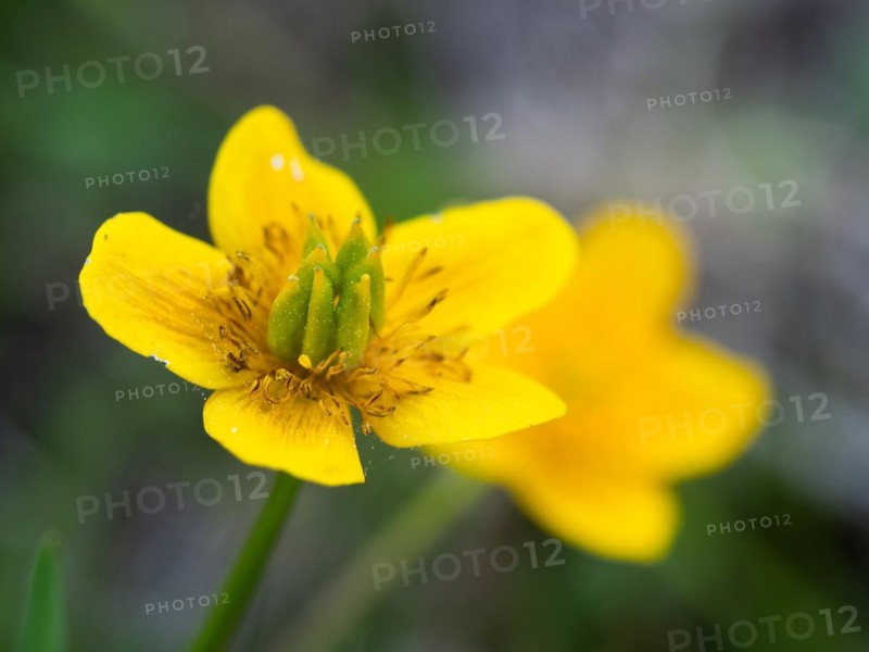 Marsh marigold (Caltha palustris), Leoben, Styria, Austria, Europe
