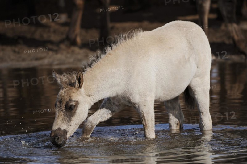 Duelmen wild horse, foal in the water, Merfelder Bruch, Duelmen, North Rhine-Westphalia, Germany, Europe