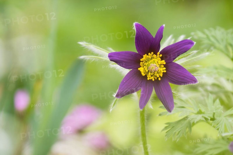 Close-up of a common pasque flower (Pulsatilla vulgaris), Hesse, Germany, Europe