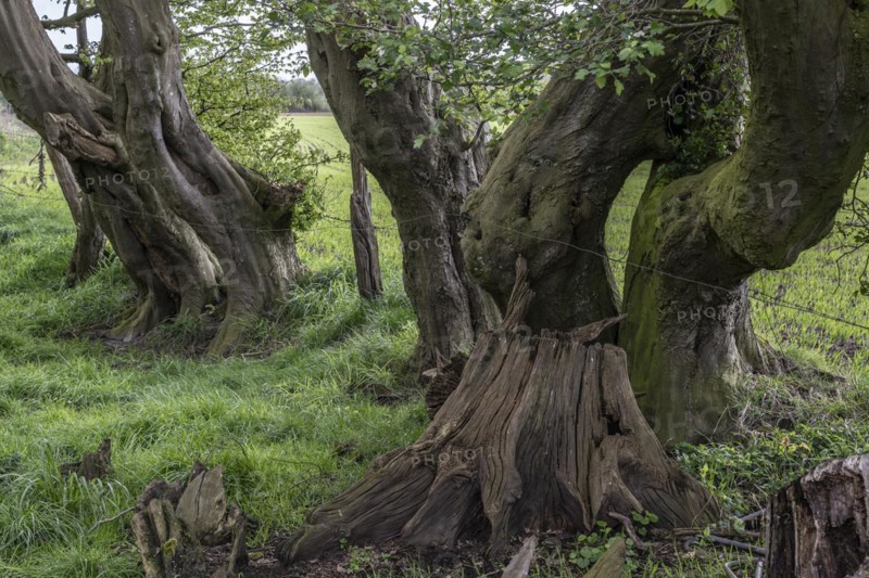 Old european hornbeams (Carpinus betulus), Emsland, Lower Saxony, Germany, Europe