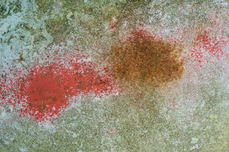Rust and old paint on car bodywork, Kyrkoe Mosse car graveyard, Ryd, Tingsryd, Kronobergs laen, Sweden, Europe