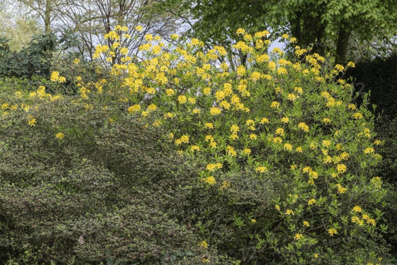 Rhododendron flower (Rhododendron luteum), azalea, Emsland, Lower Saxony, Germany, Europe