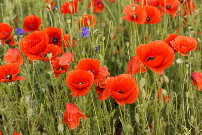 Poppy flowers (Papaver rhoeas), Baden-Wuerttemberg, A cluster of poppies emphasises the vivid red on a green background, poppy flowers (Papaver rhoeas), Baden-Wuerttemberg, Germany, Europe