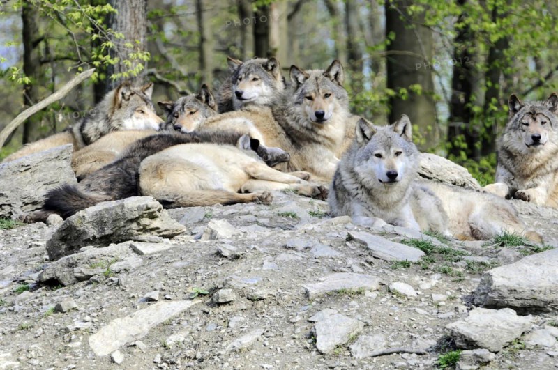 Mackenzie valley wolf (Canis lupus occidentalis), Captive, Germany, Europe, Several wolves relaxing together on a sunlit rock, zoo, Baden-Wuerttemberg, Europe