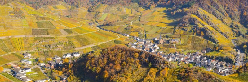 Vineyards in autumn, Mayschoss with parish church, red wine growing region Ahrtal, red wine of the Pinot Noir and Portugieser grape is grown here, Eifel, Rhineland-Palatinate, Germany, Europe