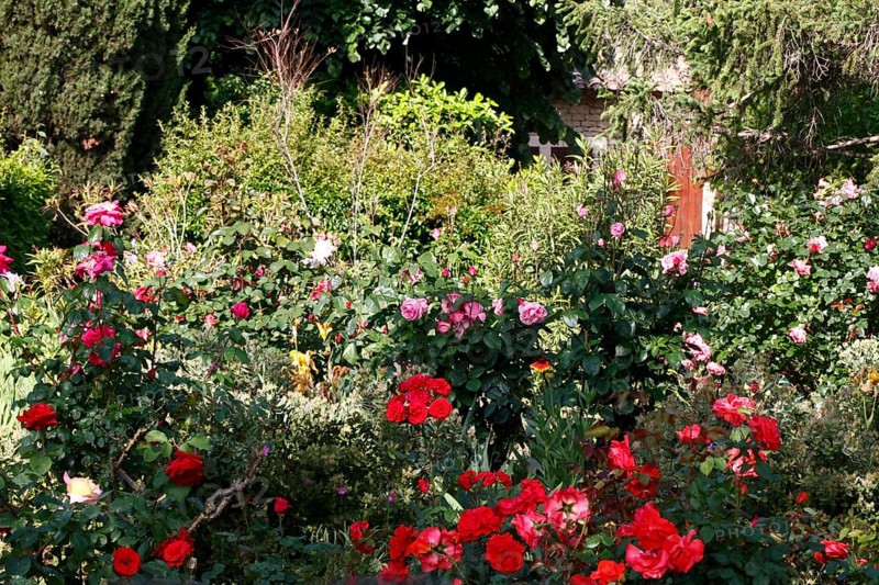 Flowers in summer in Lourmarin, Luberon, Vaucluse, Provence, France, Europe