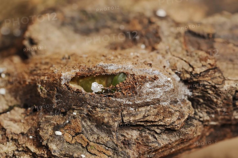 Sallow kitten moth (Furcula furcula), caterpillar building cocoon, North Rhine-Westphalia, Germany, Europe