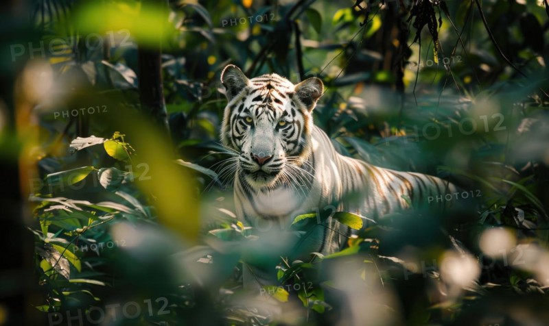 A white tiger prowling through the dense foliage of its natural habitat AI generated
