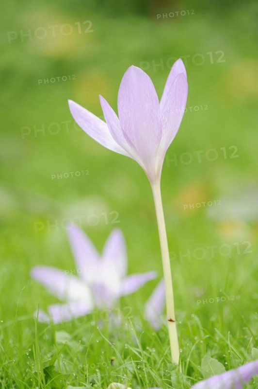 Autumn crocus or meadow saffron (Colchicum autumnale), North Rhine-Westphalia, Germany, Europe