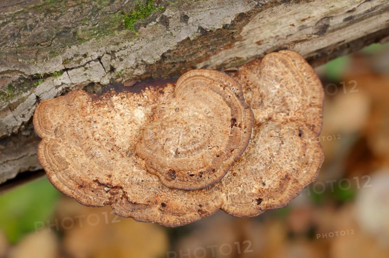 Reddening Tramete or Reddening Leaf Whorl (Daedaleopsis confragosa), North Rhine-Westphalia, Germany, Europe