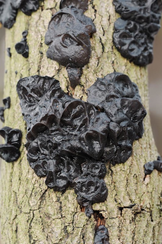 Warty glandular or warty black glandular (Exidia nigricans, Exidia plana), North Rhine-Westphalia, Germany, Europe