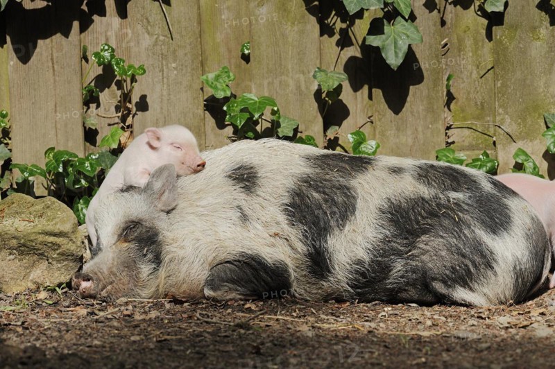 Goettingen minipig (Sus scrofa f. domestica), sow and piglet, North Rhine-Westphalia, Germany, Europe