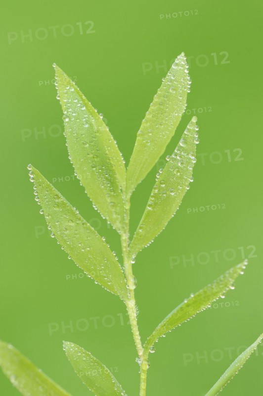 Dwarf bamboo (Pogonatherum paniceum), leaves with water droplets, houseplant, North Rhine-Westphalia, Germany, Europe