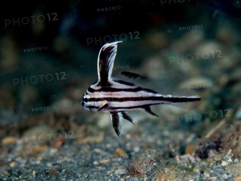 Juvenile spotted drum (Equetus punctatus), dive site Blue Heron Bridge, Phil Foster Park, Riviera Beach, Florida, USA, North America