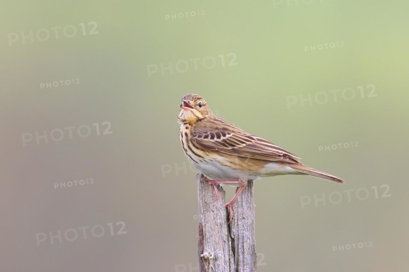 Tree pipit (Anthus trivialis) adult, sits singing on dry spruce, Wildlife, Animals, Birds, Siegerland, North Rhine-Westphalia, Germany, Europe